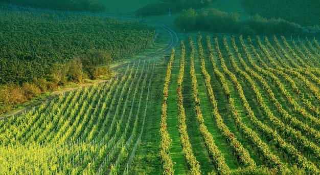 Piantagione di uva da sole