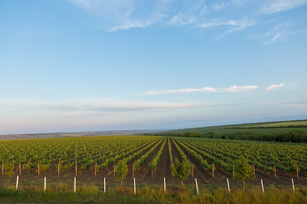 Piantagione di vigneti in estate. Vite in crescita verde formata da cespugli.