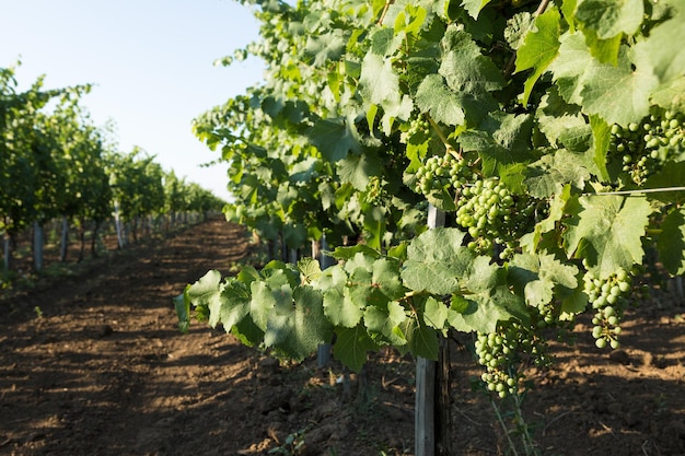 Piantagione di vigneti in estate Vite verde formata da cespugli