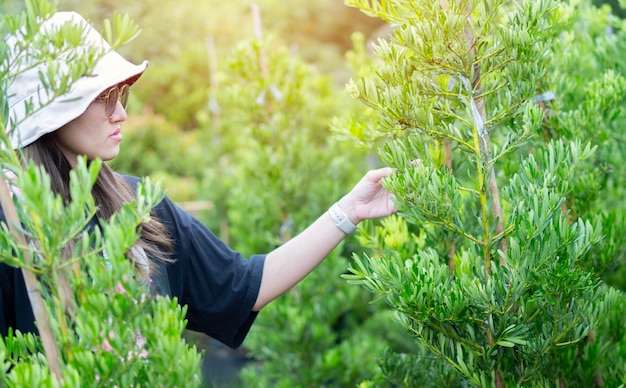 Piantagione e acquisti Giovane donna sceglie piante all'aperto pino al negozio o al centro giardino