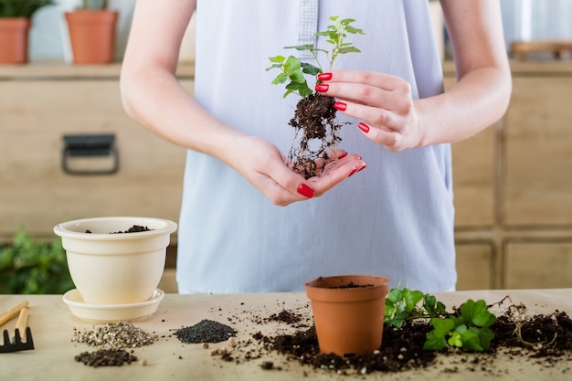 Piantagione e rinvaso gratuiti. Acquisto di piante domestiche. Piantina rimossa e pronta per il trapianto.