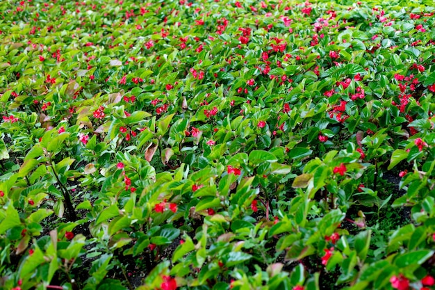 Piantagione per la coltivazione di fiori rossi decorativi per aiuole nei parchi Foto di alta qualità