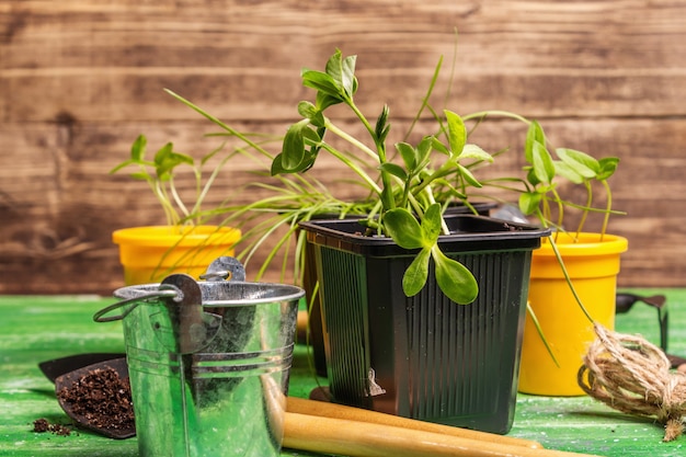 Piantagione primaverile e concetto di giardinaggio. Attrezzi, annaffiatoio, vasi da fiori, secchi, pietre decorative. Germogli freschi di soia, fagiolo verde, arachidi, lupino, erba del prato. Vecchio tavolo in legno, copia spazio