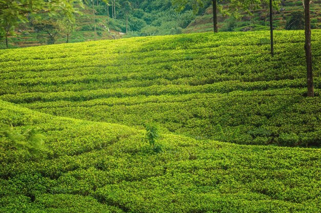 Piantagione verde di tè di Ceylon.