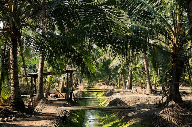 Piantagioni biologiche di cocco nella zona di Samut Songkram in Thailandia