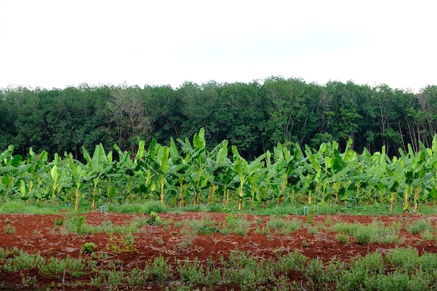 piantagioni di banane