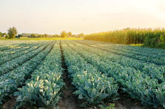 Piantagioni di broccoli alla luce del tramonto sul campo Cavolfiore Coltivazione di ortaggi biologici