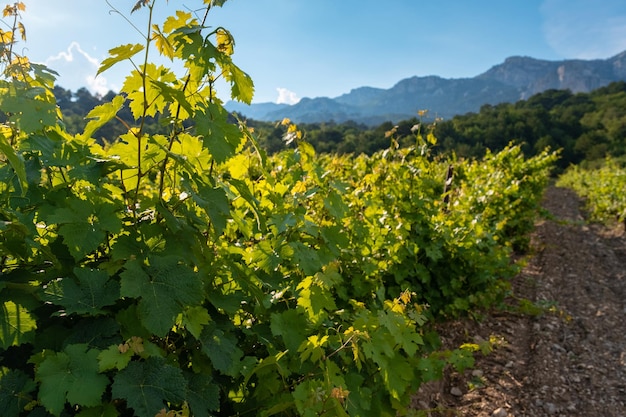 Piantagioni di cantine in lunghi filari in montagna e collina