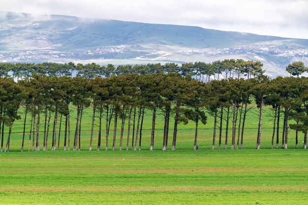 Piantagioni di pini in campi coltivati verdi