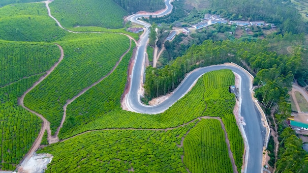 Piantagioni di tè a Munnar, Kerala, India. Bella vista sulle verdi colline.