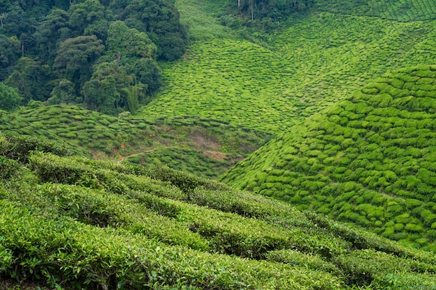 Piantagioni di tè Cameron Valley. Verdi colline negli altopiani della Malesia. Produzione di tè. Cespugli verdi di tè giovane.