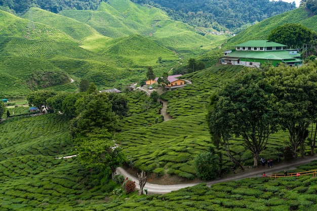 Piantagioni di tè Cameron Valley. Verdi colline negli altopiani della Malesia.