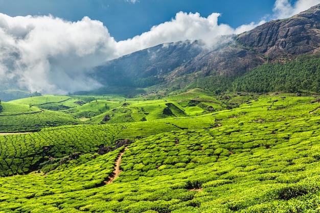 Piantagioni di tè in India