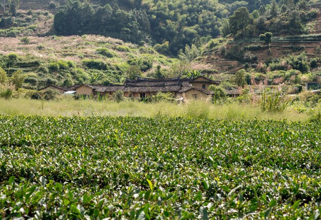 Piantagioni di tè intorno alla casa in pietra di Tulou nel sito patrimonio dell'UNESCO vicino a Xiamen