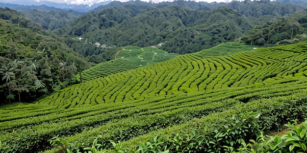 piantagioni di tè nell'altopiano di cameron
