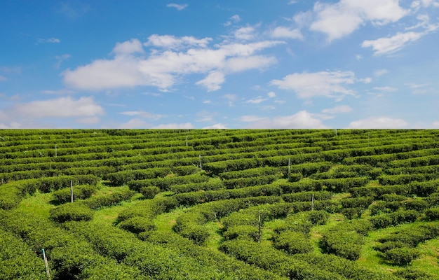 Piantagioni di tè paesaggistiche nel nord della Thailandia
