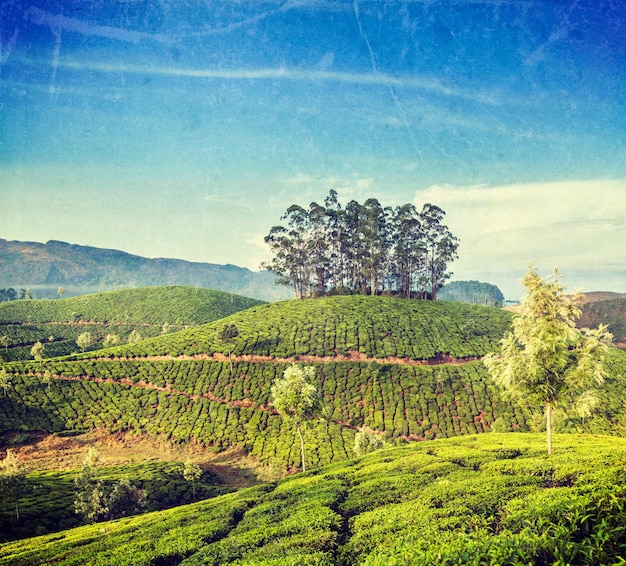 Piantagioni di tè verde a Munnar Kerala India