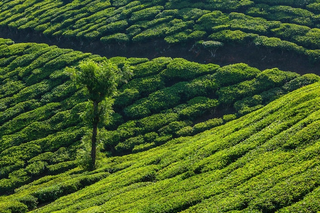 Piantagioni di tè verde a Munnar Kerala India