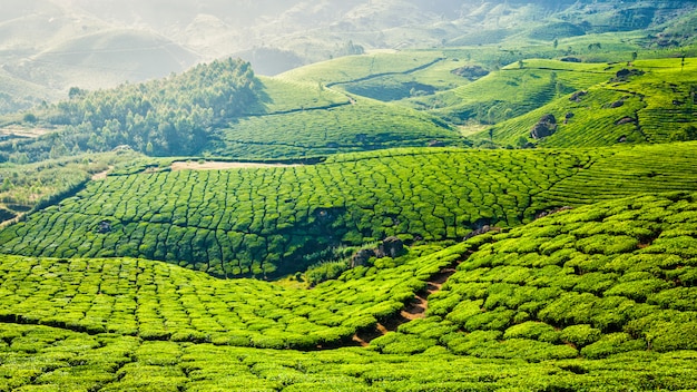 Piantagioni di tè verde a Munnar, Kerala, India
