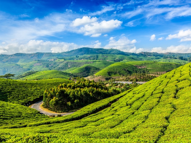 Piantagioni di tè verde a Munnar, Kerala, India