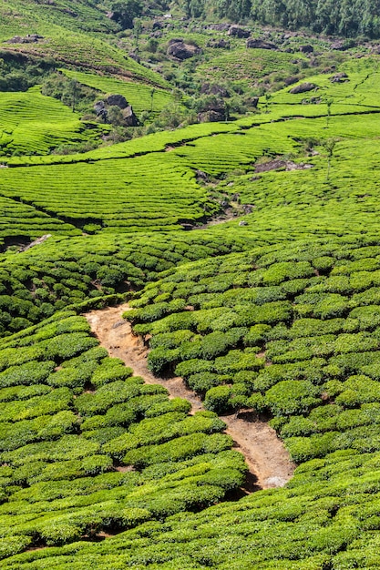 Piantagioni di tè verde a Munnar, Kerala, India