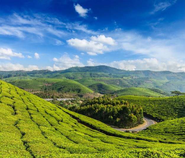 Piantagioni di tè verde a Munnar, Kerala, India