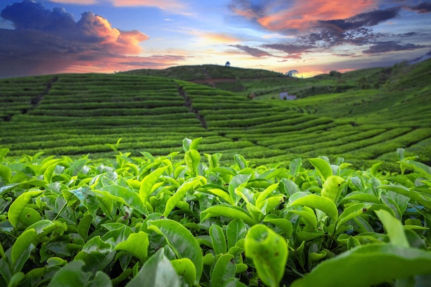 piantagioni di tè verde al tramonto