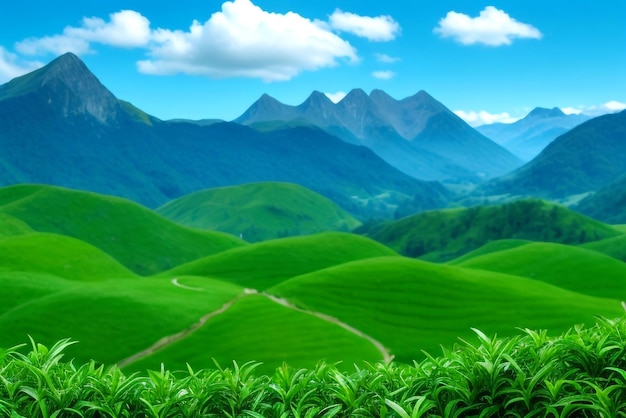 piantagioni di tè verde