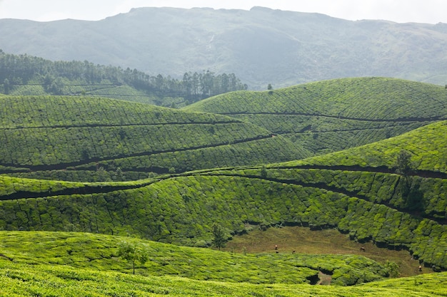 piantagioni di tè