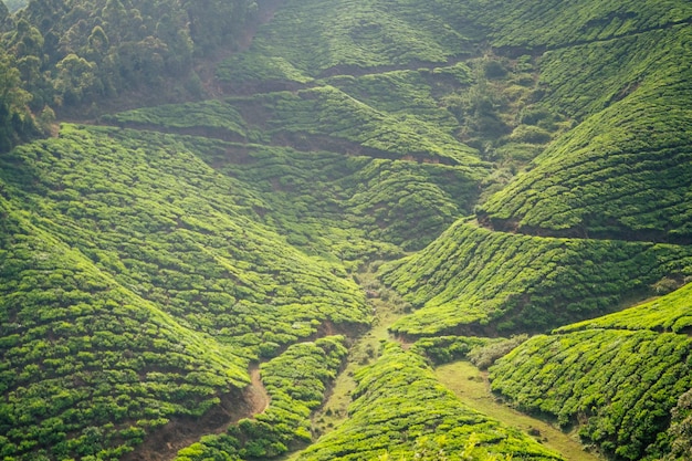 Piantagioni e foglie di tè indiane in India Kerala Munnar