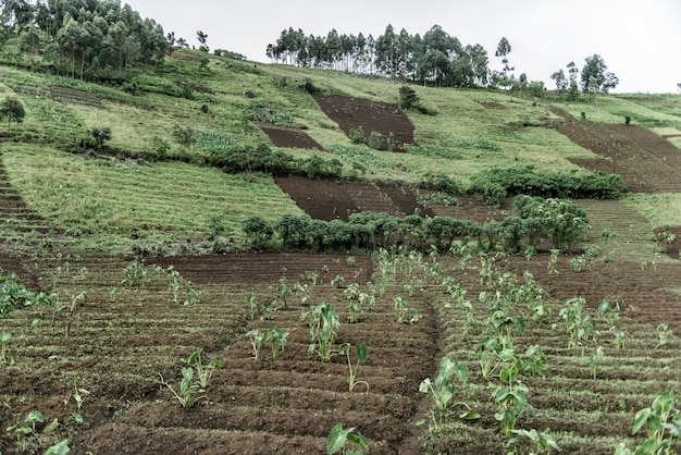 Piantagioni nel Nord Kivu, RDC