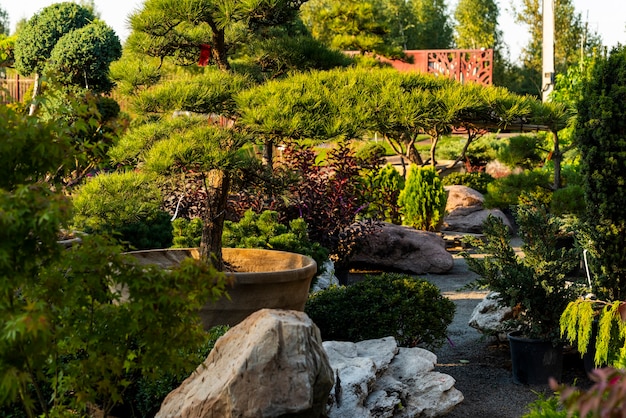 Piantagioni sempreverdi nel garden center, piante in vasche per l'abbellimento