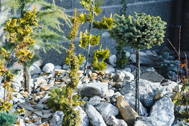 Piantagioni sempreverdi nel paesaggio del garden center