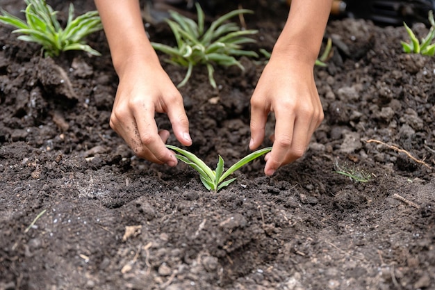 Piantare a mano una pianta a foglia verde con il simbolo del cuore su terreno coltivato in giardino