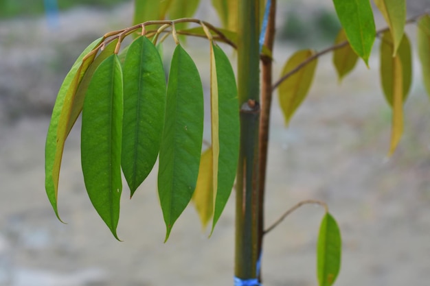 Piantare alberi di durian foglie di durian