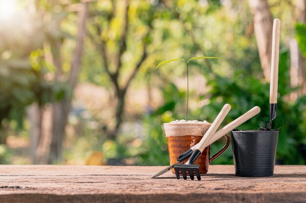 Piantare alberi in vaso. Concetto di piante d'amore. Ama l'ambiente.