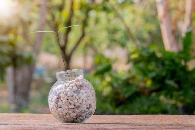 Piantare alberi in vaso. Concetto di piante d'amore. Ama l'ambiente.