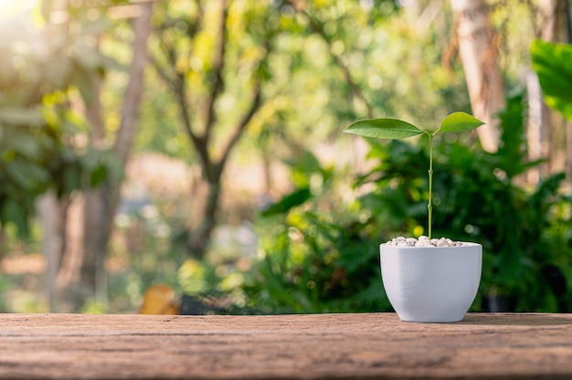 Piantare alberi in vaso