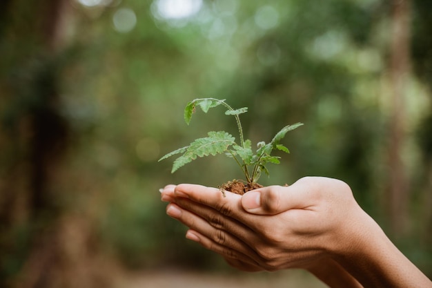 Piantare alberi per una migliore sostenibilità ambientale