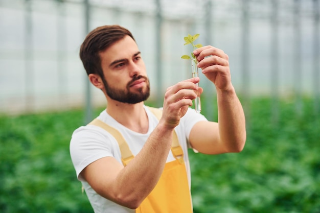 Piantare all'interno della provetta con acqua I giovani lavoratori della serra in uniforme gialla hanno un lavoro all'interno della serra