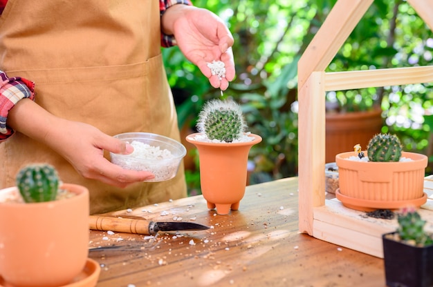 Piantare cactus e albero in crescita. Giardinaggio domestico e attività ricreative al giardino botanico.