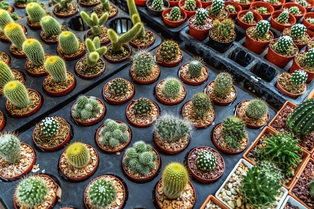 Piantare cactus in vaso in giardino