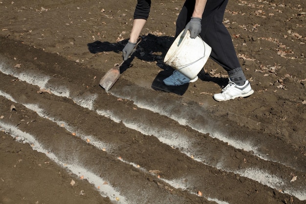 Piantare cipollotti con fertilizzanti