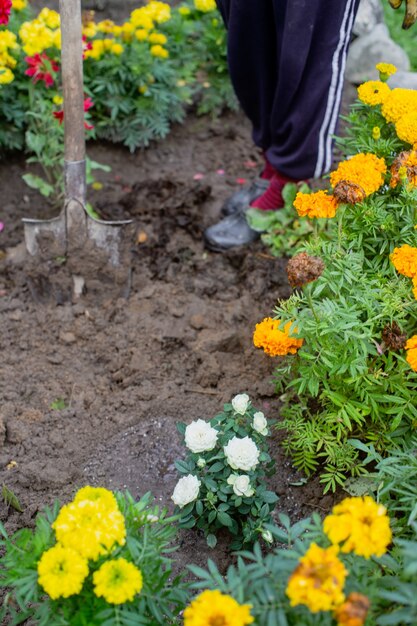 Piantare fiori dal contadino nel letto del giardino della casa di campagna. Concetto di lavoro stagionale del giardino