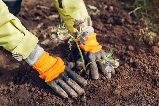 Piantare fiori di elleboro nel giardino primaverile Il giardiniere copre la pianta con il terreno