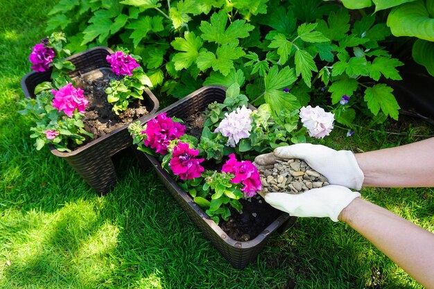 Piantare fiori di petunia in vasi da giardino