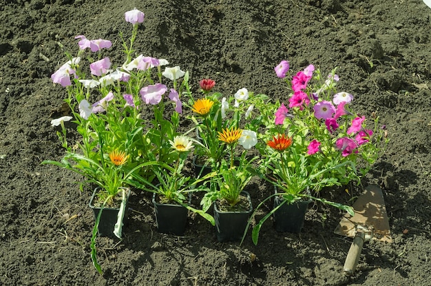 Piantare fiori multicolori di petunie e gazanie nel terreno del giardino