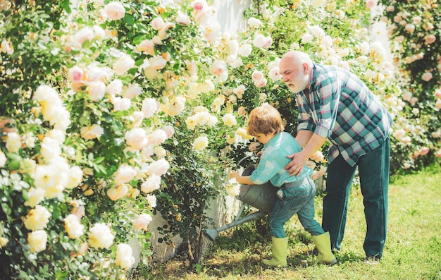 Piantare fiori nonno e nipote nel bellissimo giardino giardiniere che taglia i fiori nel suo giardino