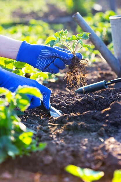 Piantare fragole in giardino