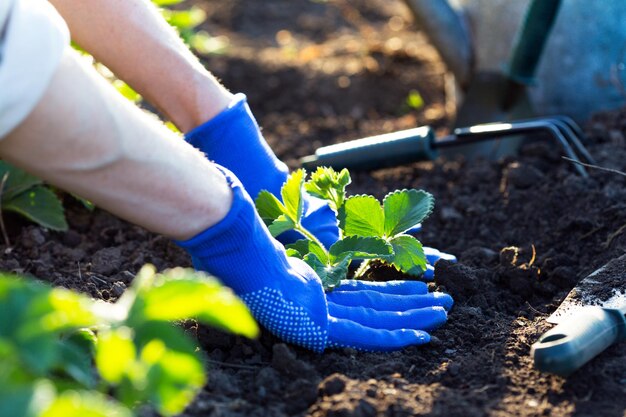 Piantare fragole in giardino